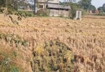 झापा गाउँपालिकामा मृत शिशु फेला