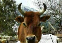 गाईले हानेर मेचीनगरका कार्की गंभीर घाइते