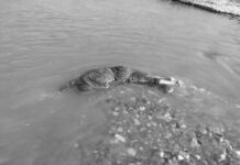 माईखोलाको दोभानमा महिला मृत फेला