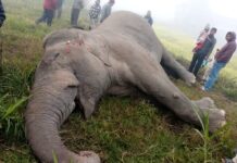 बुद्धशान्तिमा मरेको हात्तीको सुँडमा आलो चोट